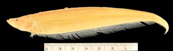 Media type: image;   Ichthyology 46884